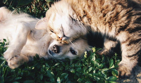 Qué hacer cuando tu mascota fallece: opciones y pasos prácticos en Uruguay